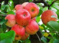 /album/quinto-varios/h-325-manzanas-jpg/